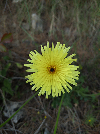 zuti