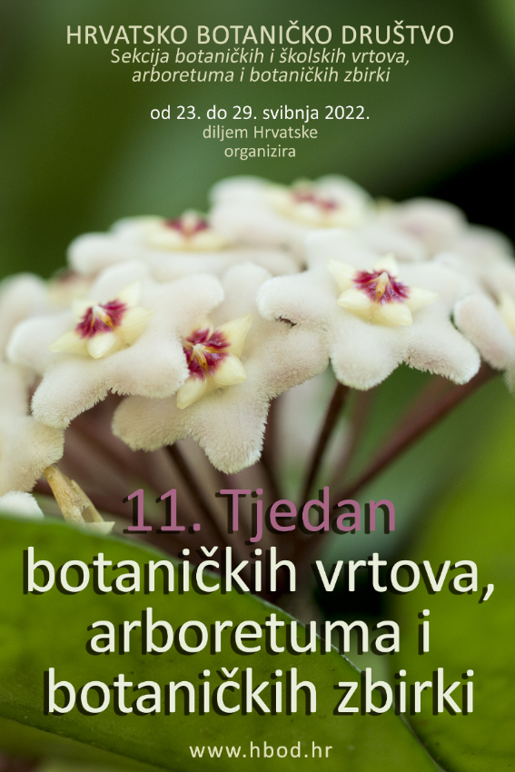 Hoya_carnosa_TBVAH11 11 Tjedan BVA